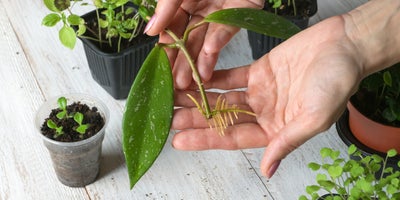 Increase_your_stocks_with_root_cuttings_Root_cuttings.jpg