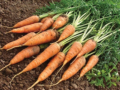 Bunch_of_freshly_picked_carrots.jpg