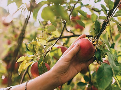 grow-fruit-garden-ia.jpeg