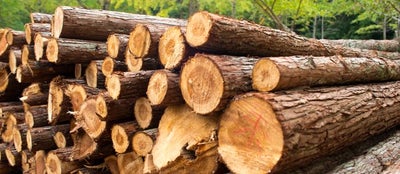 Pile of timber logs