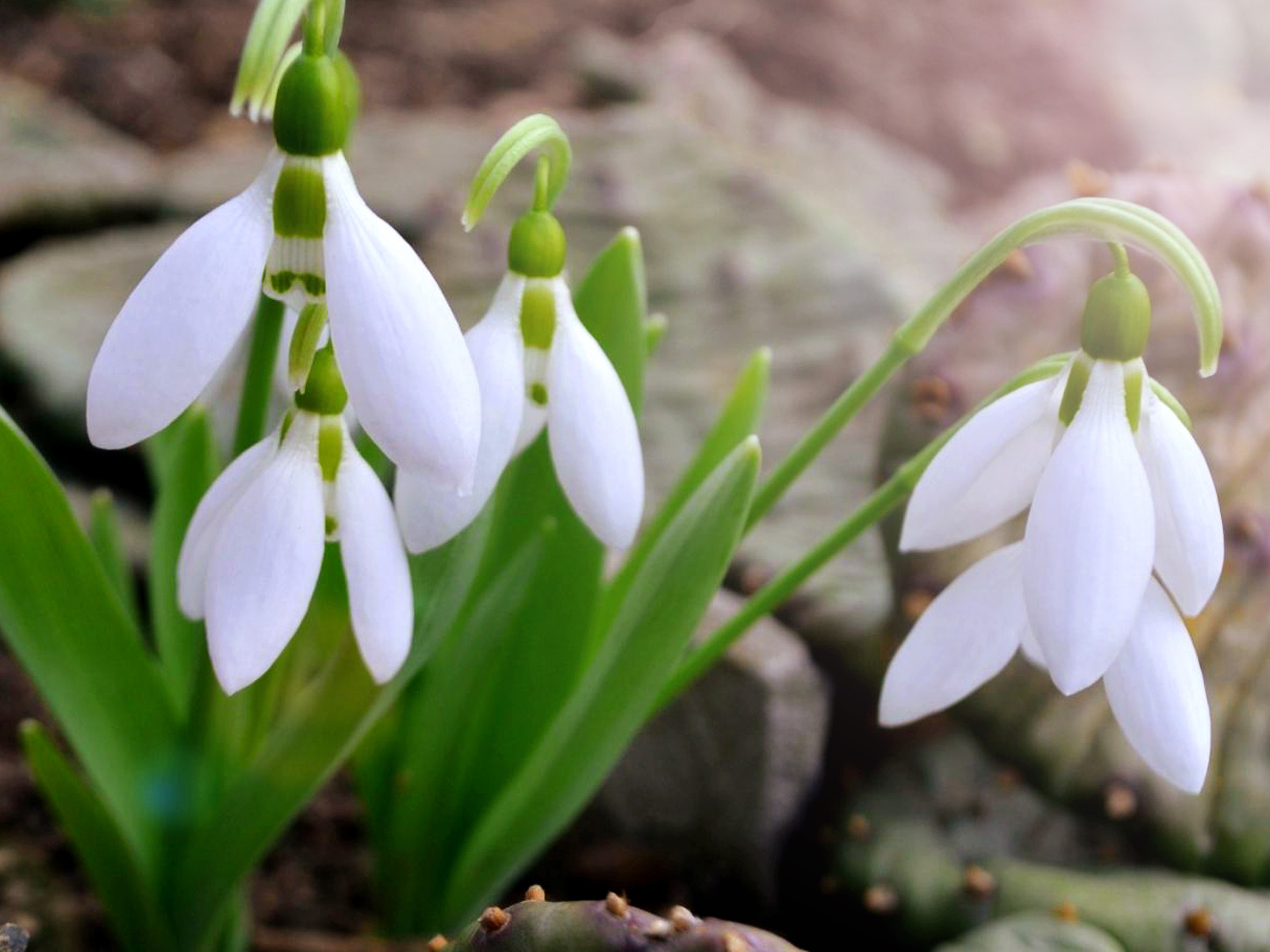 planting-snowdrops.jpg