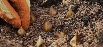 18.How-To-plant-Bulbs-3.jpeg