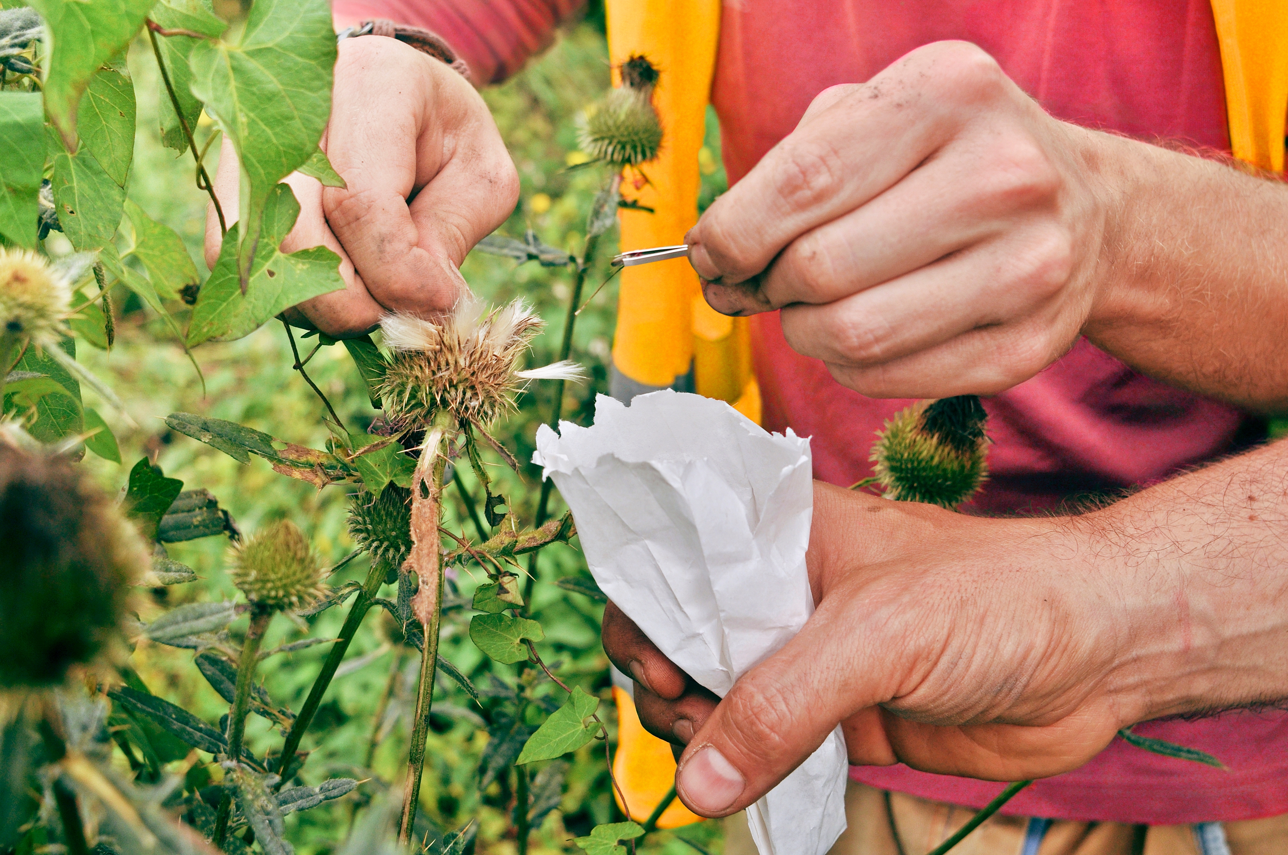 Collecting-seed-heads-How_to_collect_seed_heads.jpg