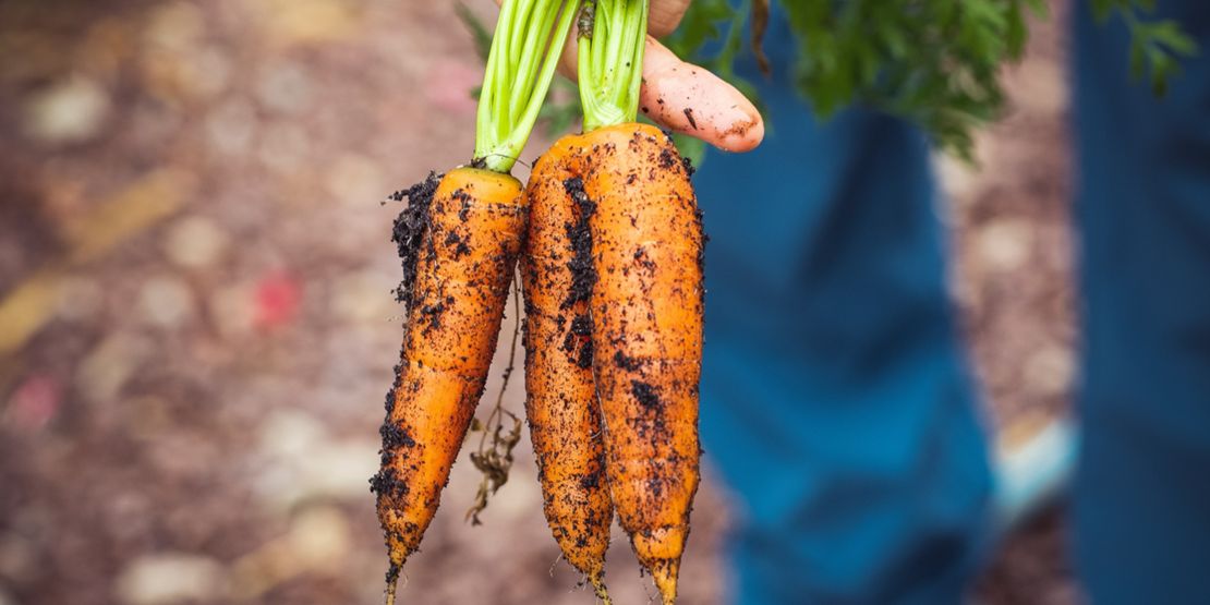 220719-SummerContent2-SummerPlanting-Carrots.jpg