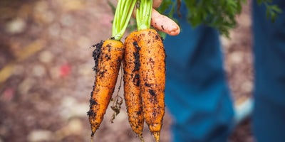 220719-SummerContent2-SummerPlanting-Carrots.jpg