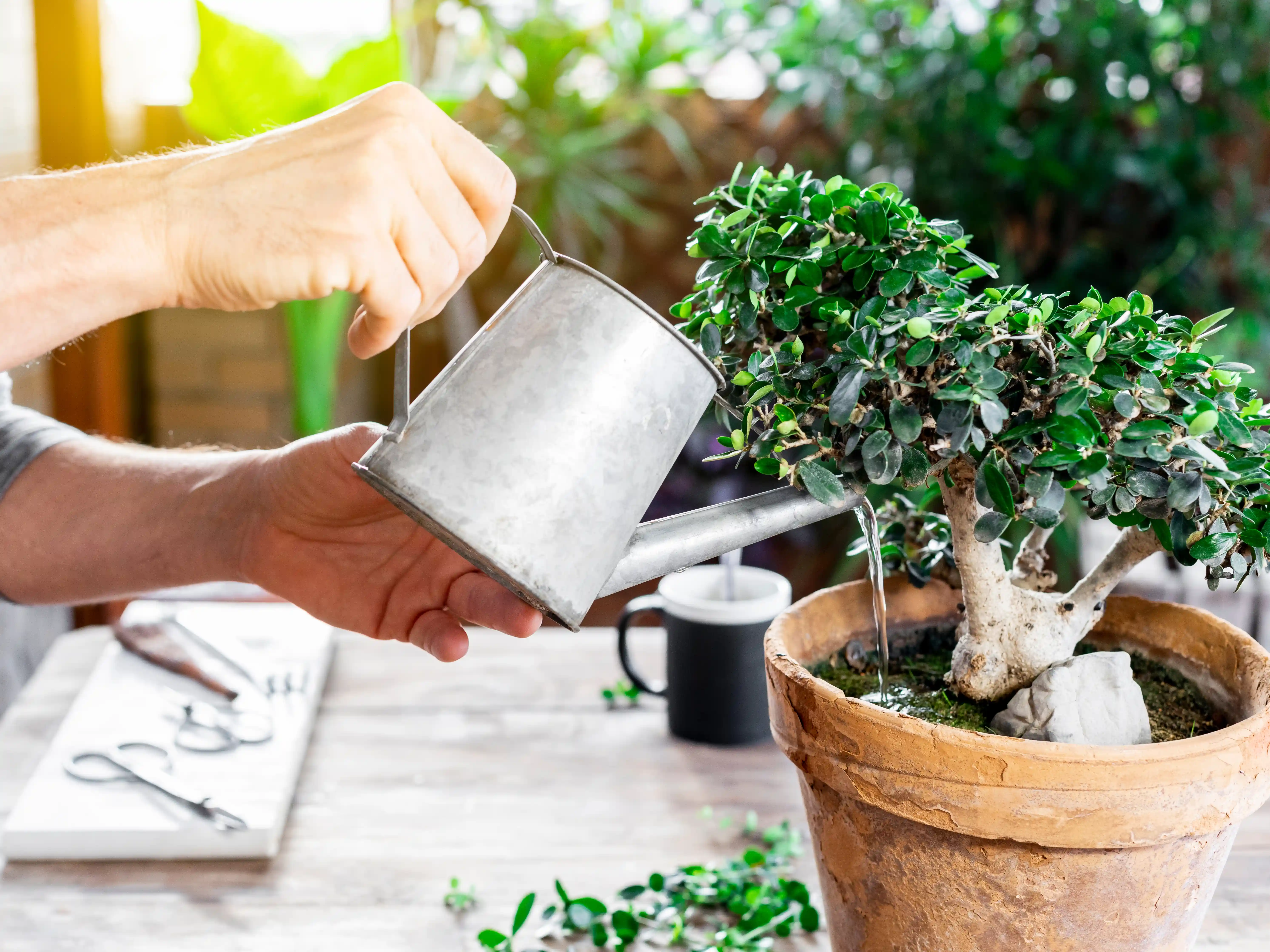 wickes-gardens-bonsai-care-3.webp