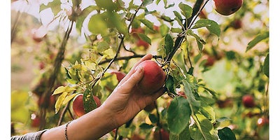 1.Picking_apple_tree.jpeg