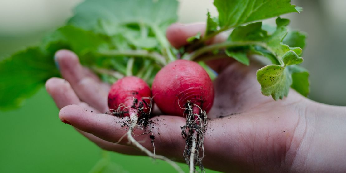 220719-SummerContent2-SummerPlanting-Radishes.jpg
