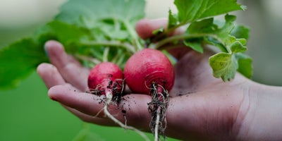 220719-SummerContent2-SummerPlanting-Radishes.jpg