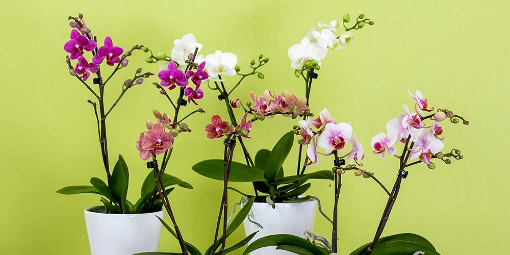 Orchid care