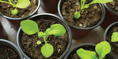 5.Planting_pots.jpeg