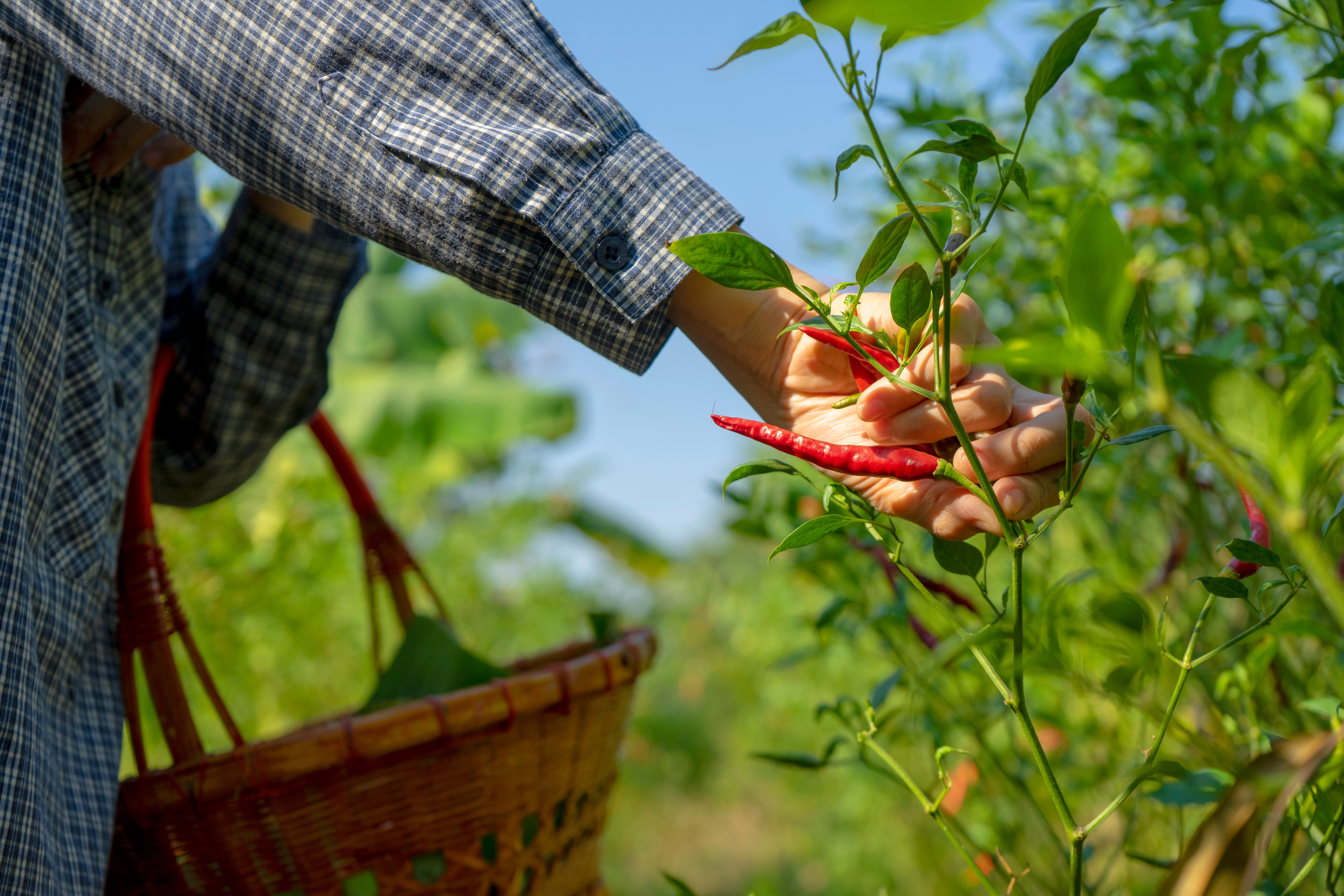 Grow_your_own_Chillies_Ready_for_harvest.jpg