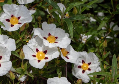 cistus_rock_rose.jpg