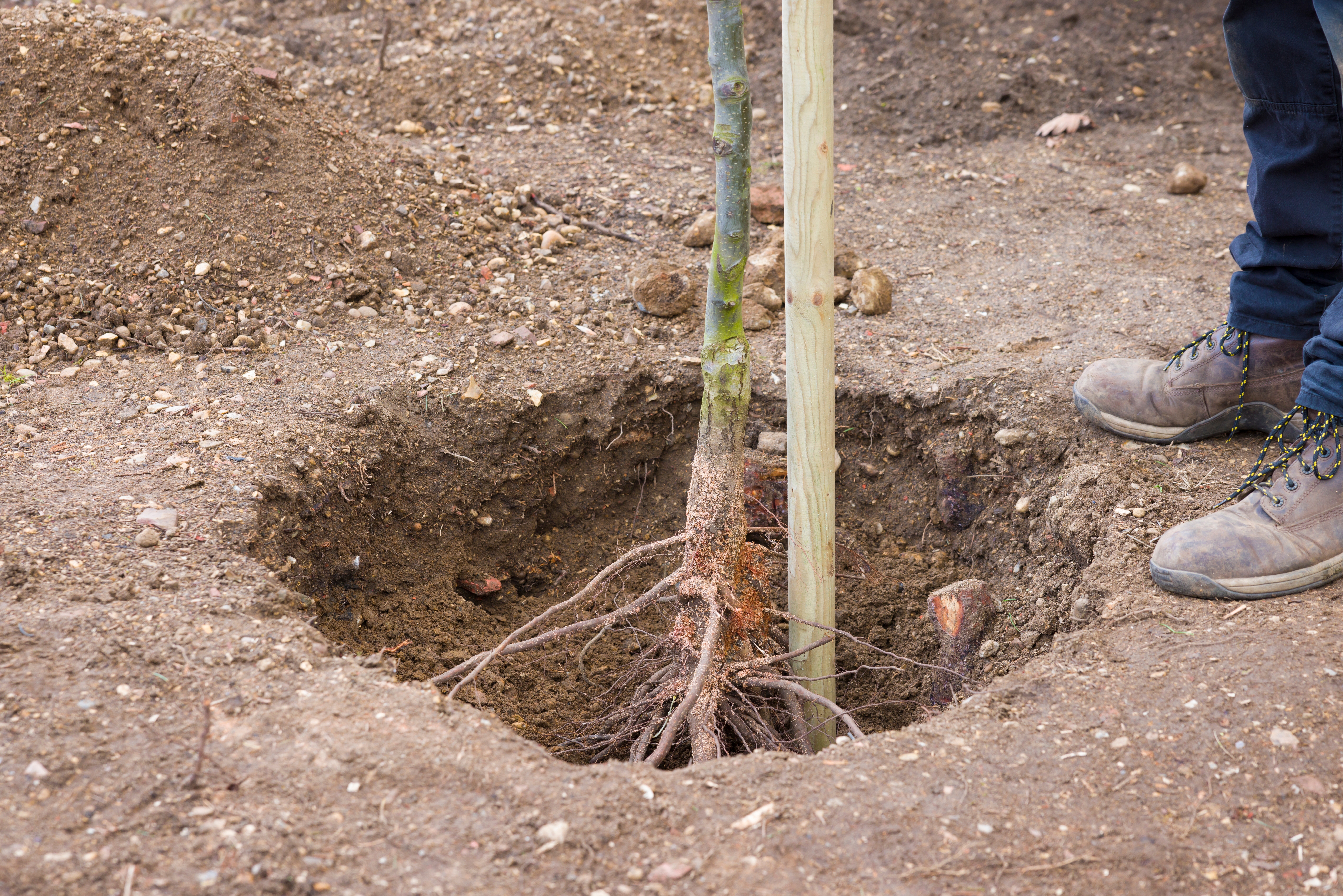late-winter-planting_Planting_bare_root_trees.jpg