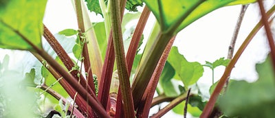 12.Rhubarb_plant.jpeg