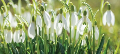 2.Flowers.jpeg