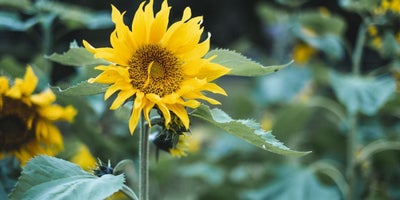 220719-SummerContent2-SummerPlanting-Sunflower.jpg