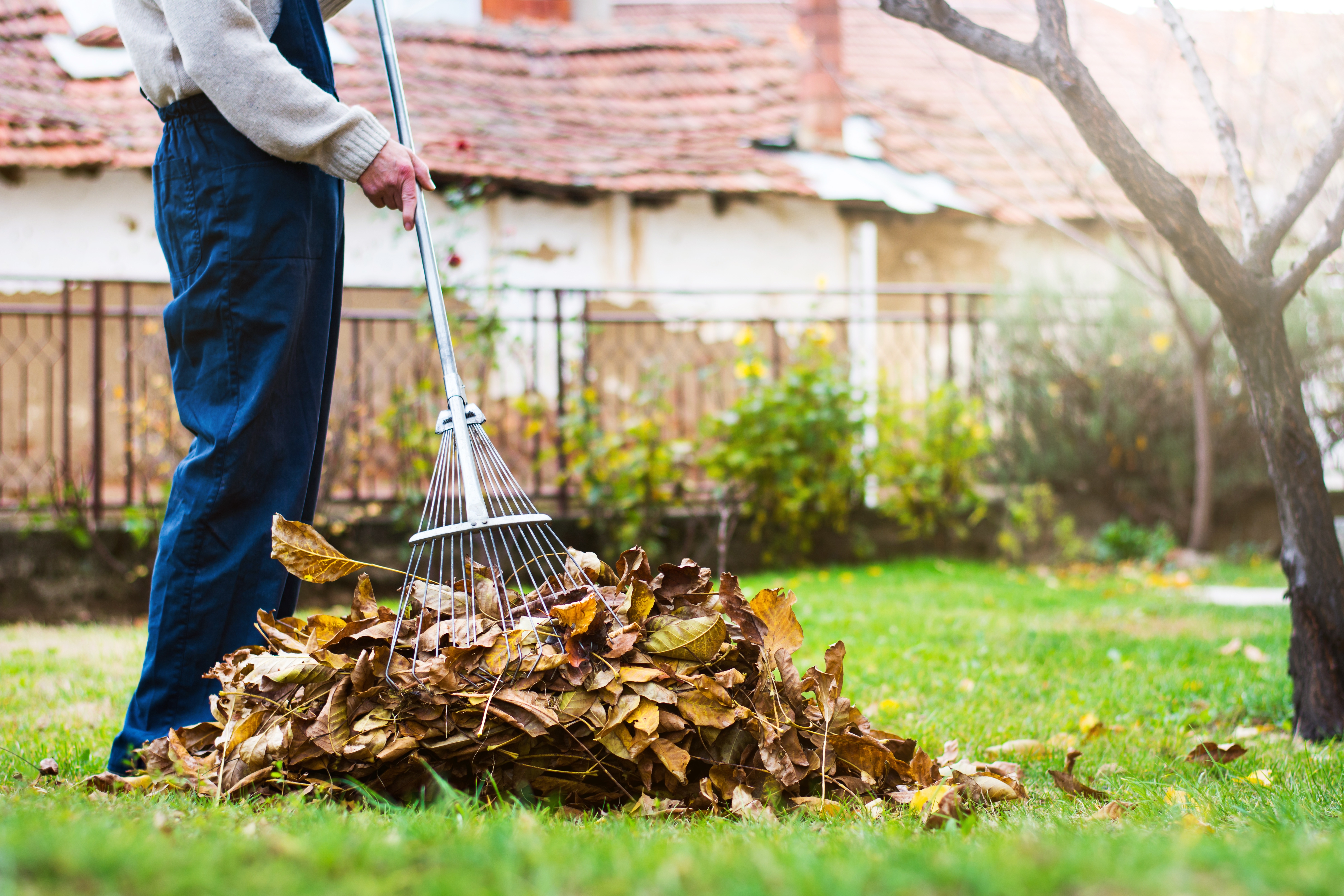 Looking_after_your_lawn_in_winter_Get_rid_of_leaves.jpg