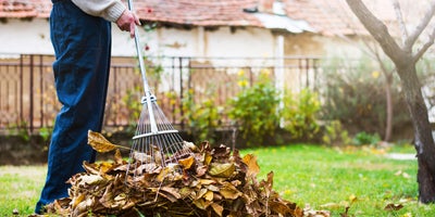 Looking_after_your_lawn_in_winter_Get_rid_of_leaves.jpg