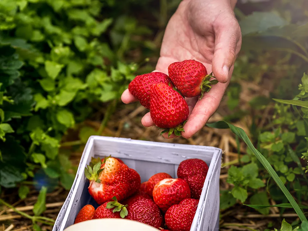 strawberries.webp