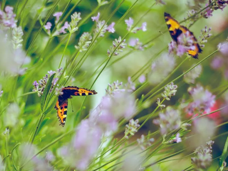 220719-SummerContent2-SummerWildlife-Plantflowers.webp