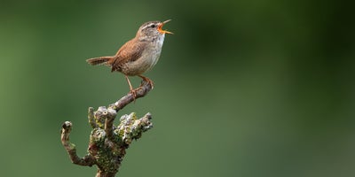 birds.jpg
