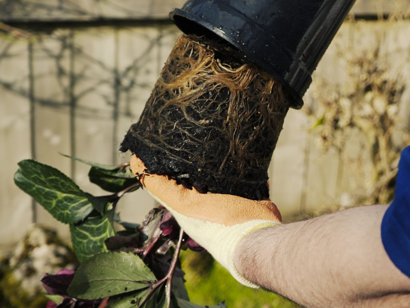 hanging-baskets-planting-techniques.jpeg