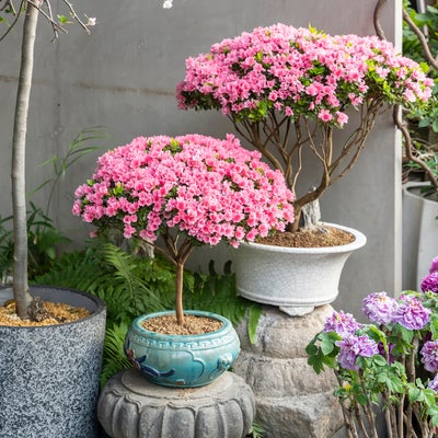 Growing shrubs in containers