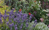 Gardens-Landscaping-Desktop.webp