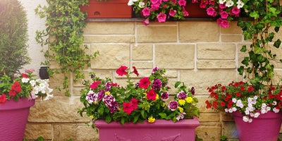 Preparing_container_plants_for_winter_-Intro.jpg
