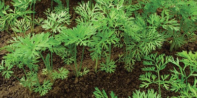 20.Planting_carrots.jpeg