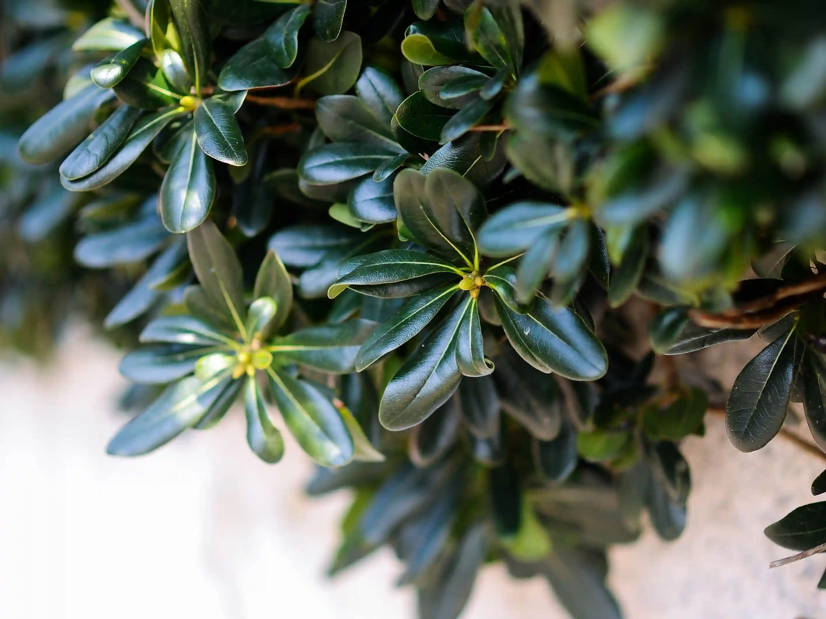 Wickes_WinterPlants_Boxwood.webp