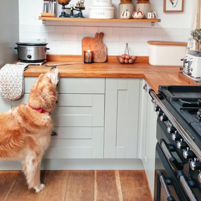Pets in the Kitchen