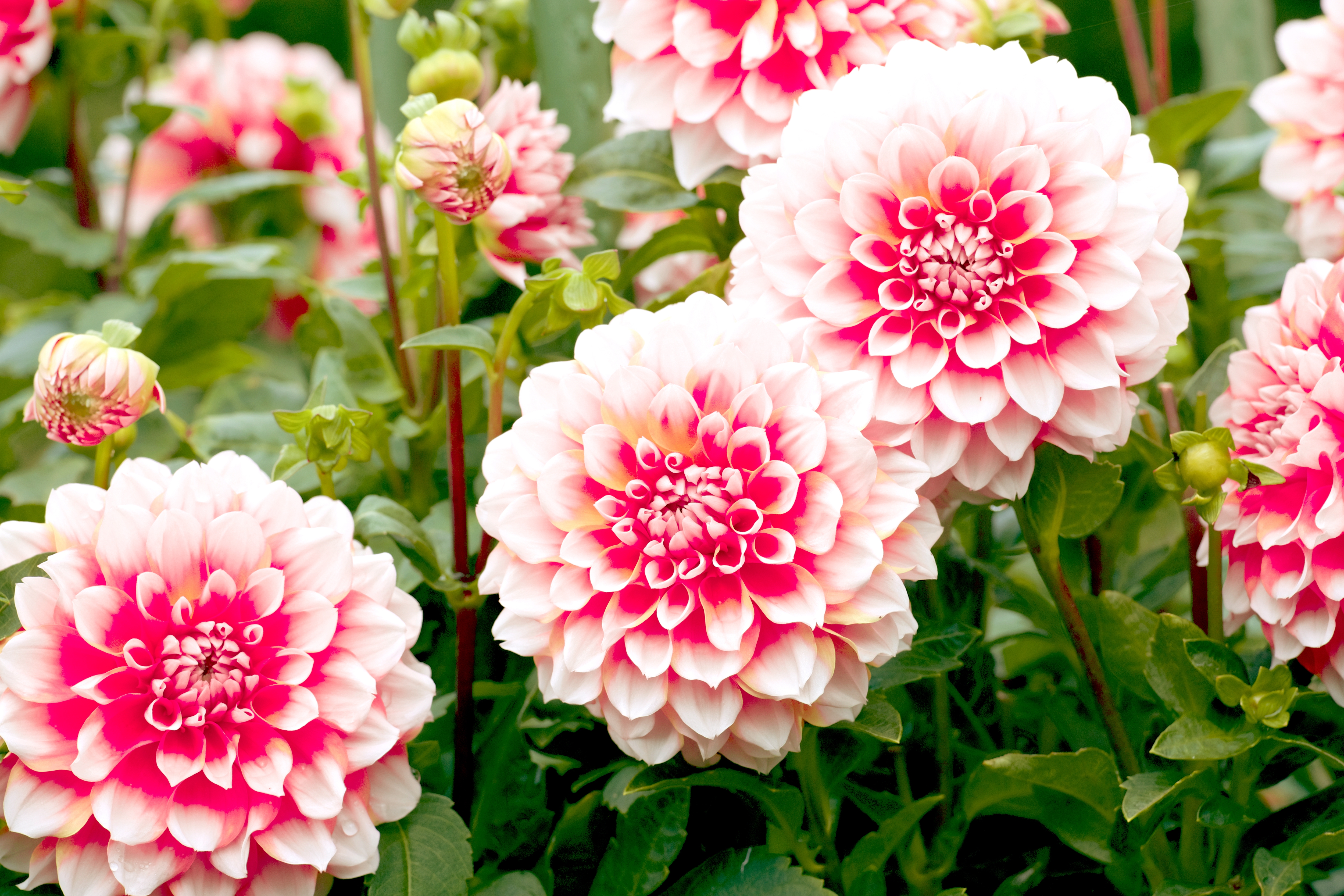Looking_ahead_to_your_autumn_bulbs-Dahlia.jpg