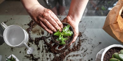 water_saving_garden_plants.jpg