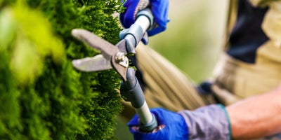 Trying your hand at topiary | Wickes.co.uk
