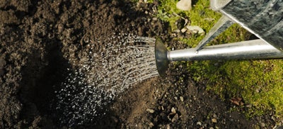 4.Planting_techniques.jpeg
