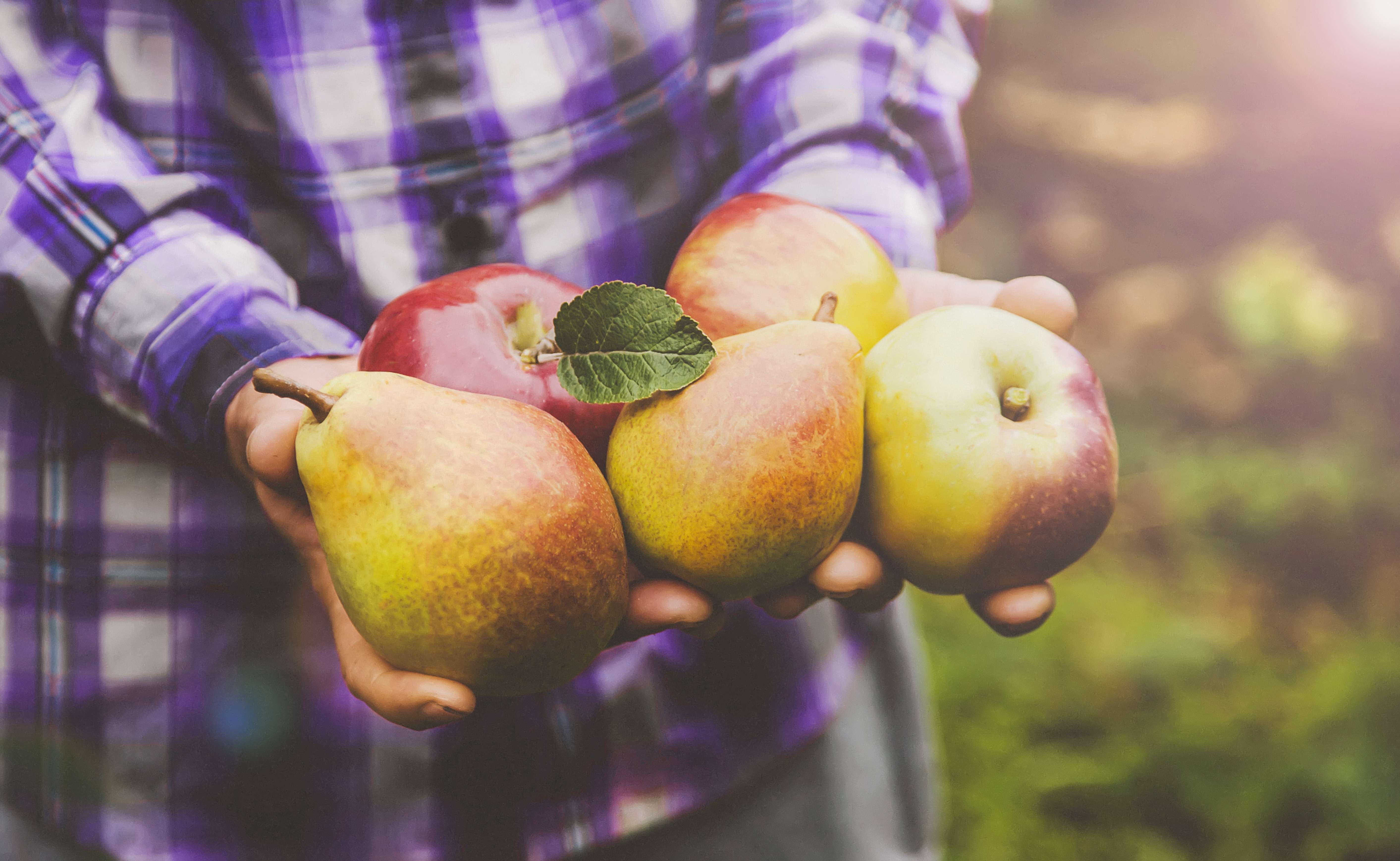 Picking_your_remaining_crops-Apples_and_pears.jpg