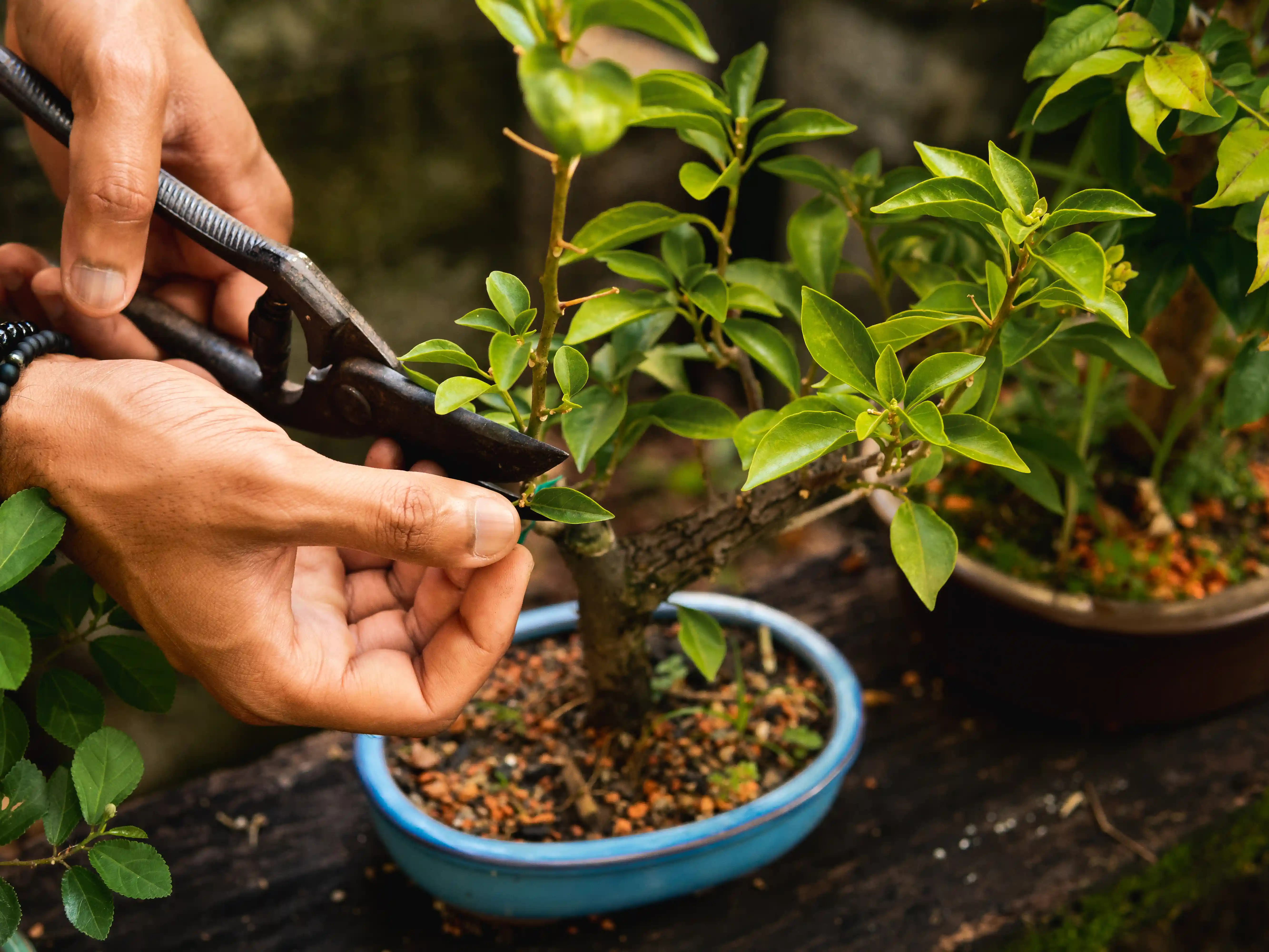 wickes-gardens-bonsai-care-4.webp