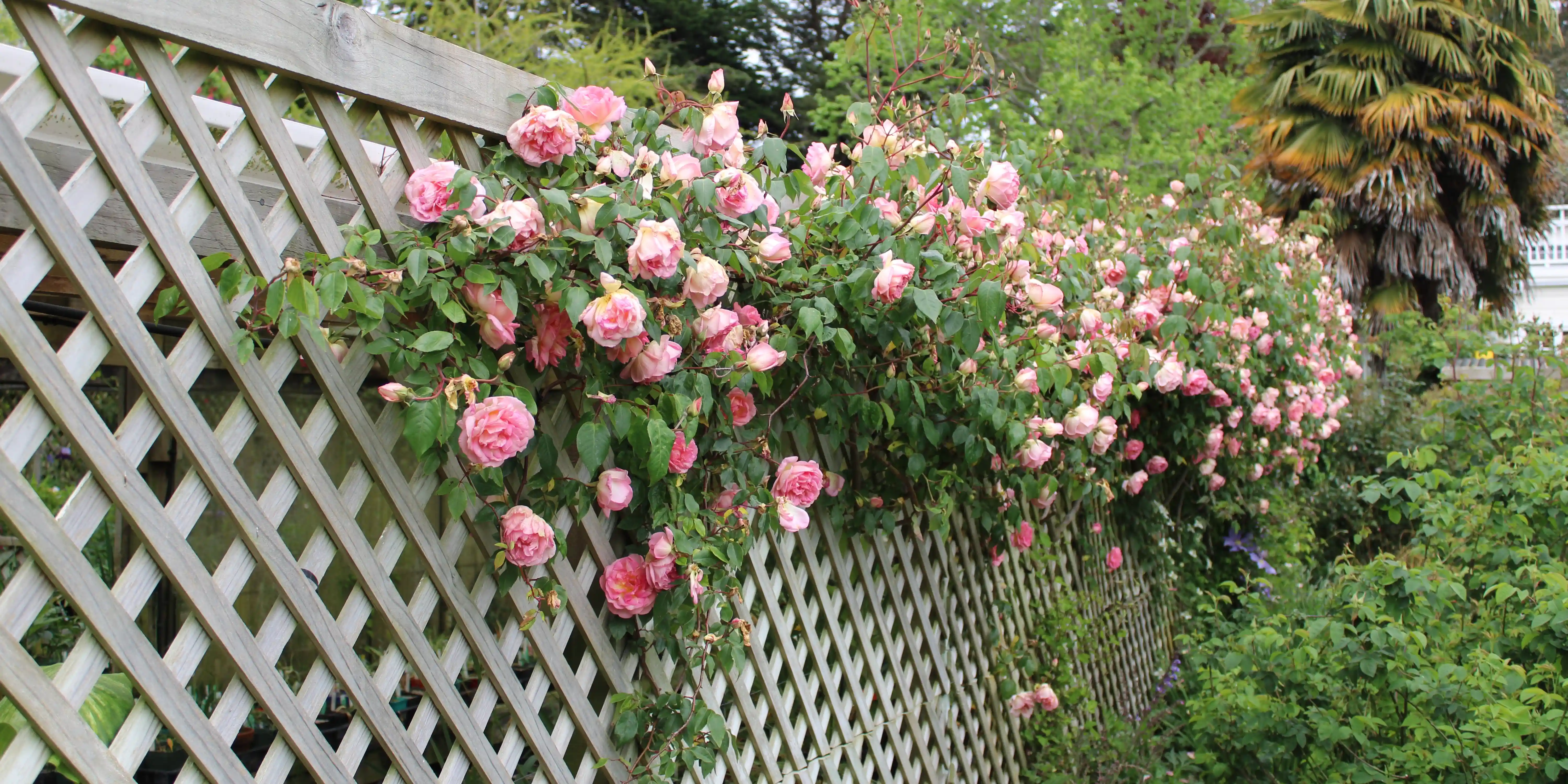 wickes-gardens-attach-a-trellis-10.webp