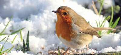 1.Robin-How-To-January.jpeg