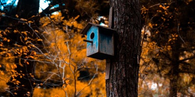 220719-SummerContent2-SummerWildlife-Birdbox.jpg