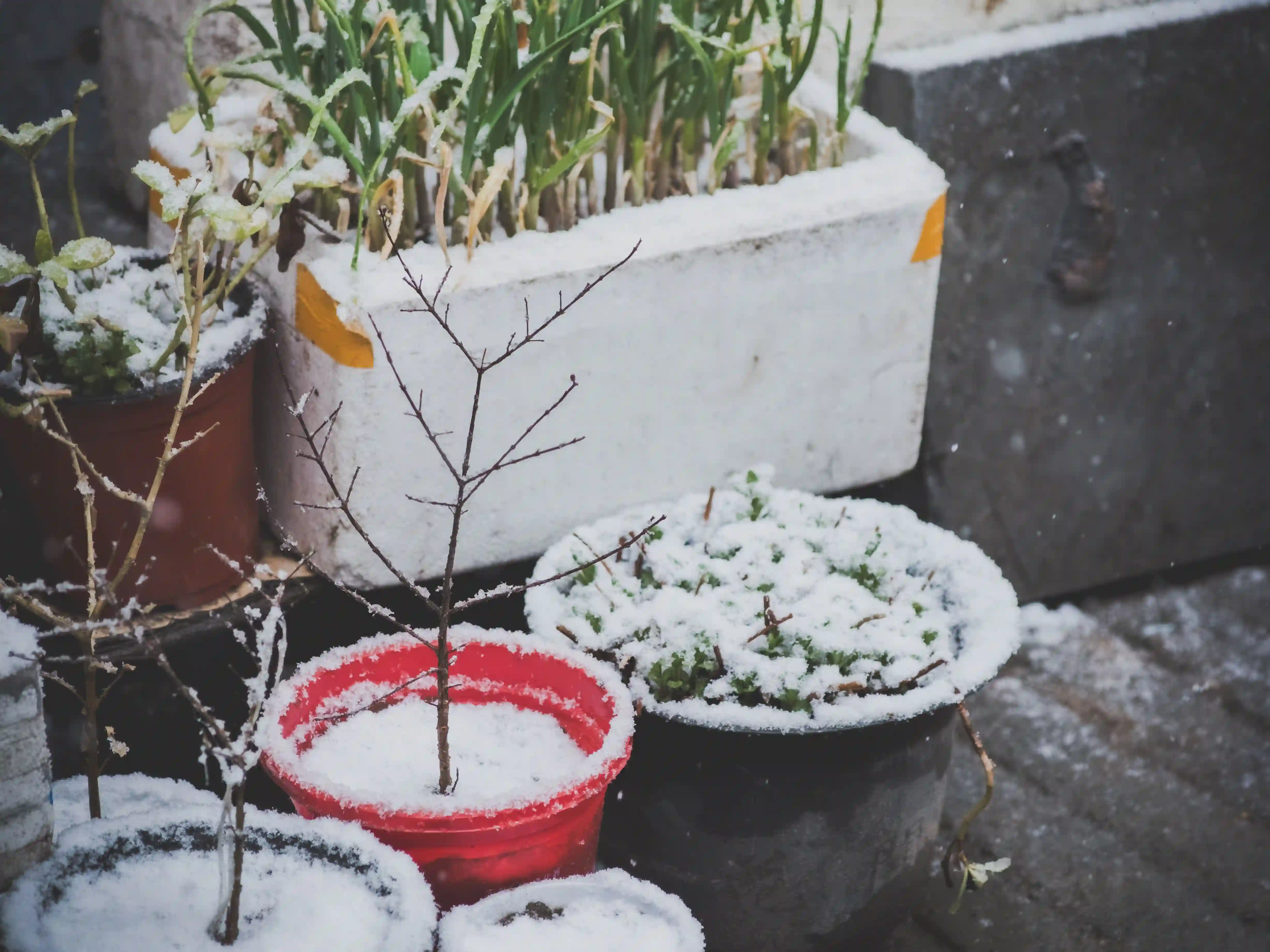 Wickes_WinterPlants_Containers.webp