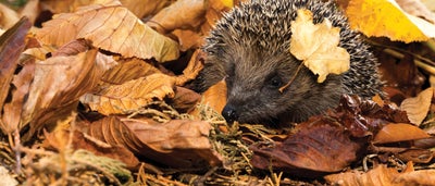 11.Hedgehog.jpeg