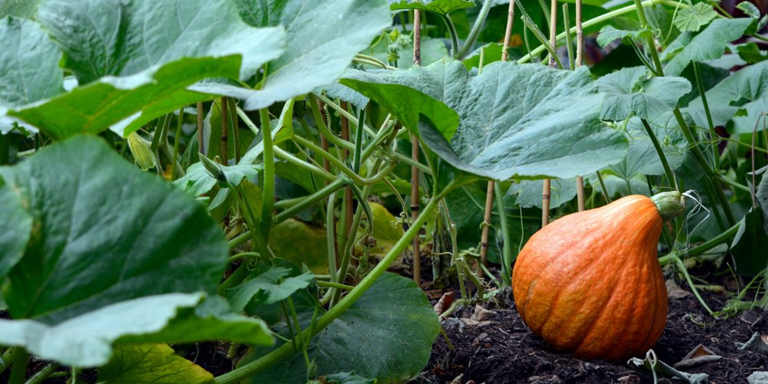 220719-SummerContent2-SummerPlanting-Pumpkin.jpg