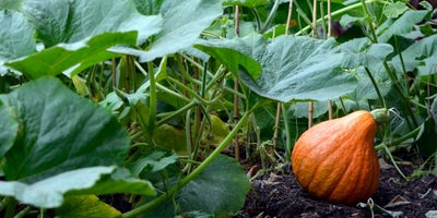 220719-SummerContent2-SummerPlanting-Pumpkin.jpg