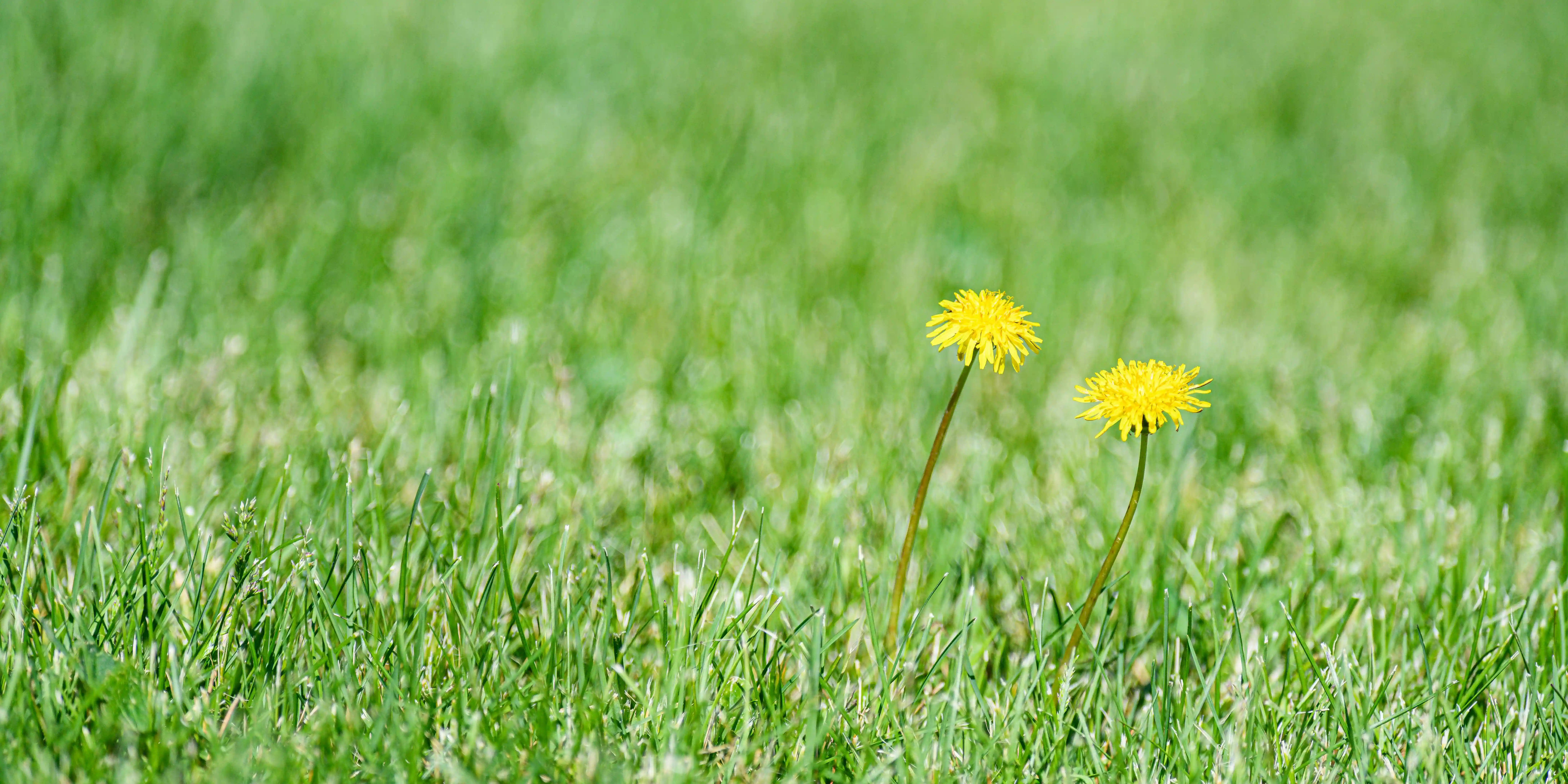 wickes-garden-lay-lawn-turf-26.webp