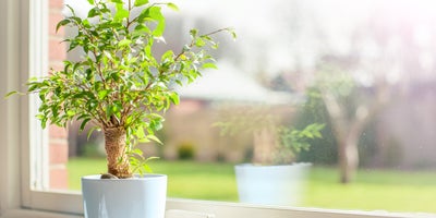 Plants_on_summer_holidaysIntro.jpg