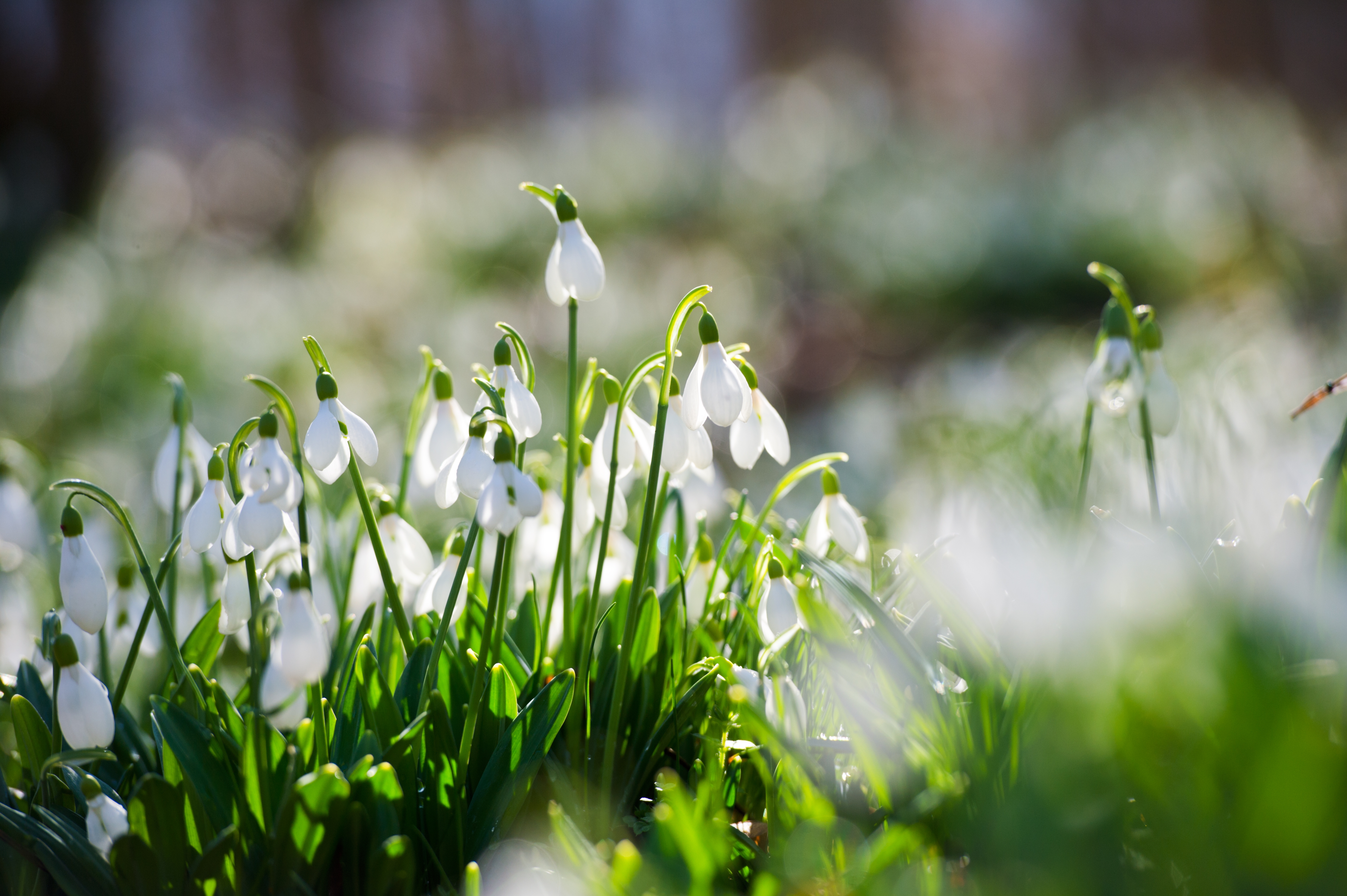 late-winter-planting_In_the_green_planting.jpg