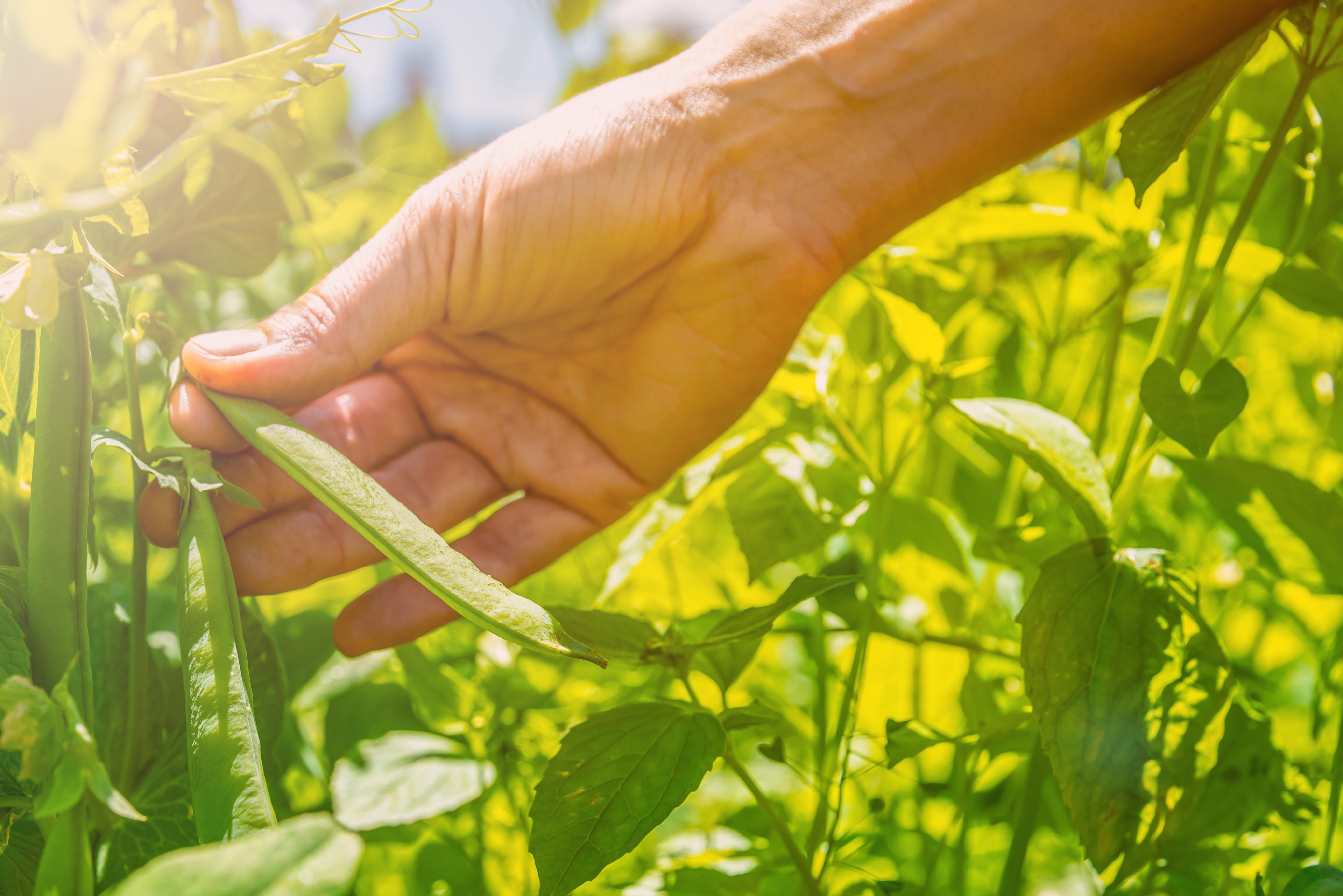 Early_summer_crop_harvest-Peas.jpg